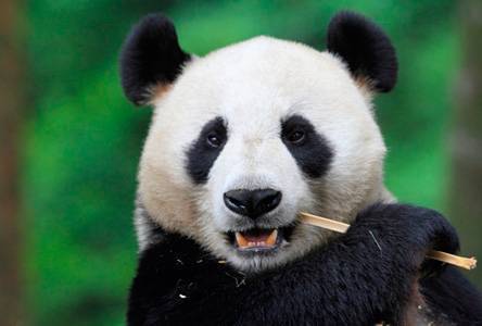Как Panda 4.1 повлияет на вашу контент-стратегию