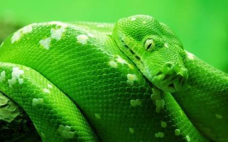 Алкомаркетинг: как продавать зеленого змея
