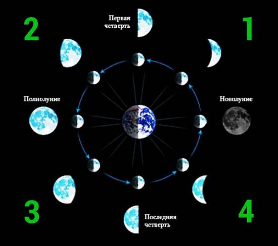 Основные фазы Лунного цикла: цифра 1 – Лунная «весна», цифра 2 – Лунное «лето», цифра 3 – Лунная «осень», цифра 4 – Лунная «зима»