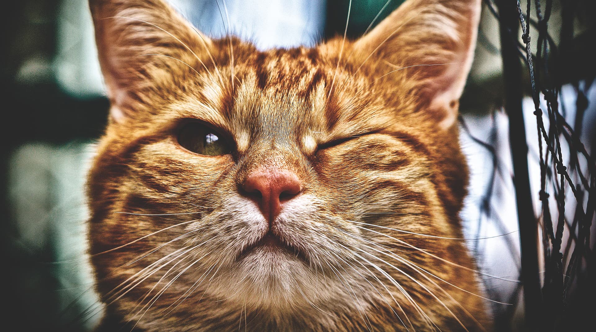 Коты-агитаторы, патриоты и подражатели: лучший контент на выходные