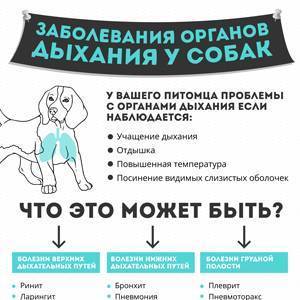 Собака лечение легких. Заболевания органов дыхания у собак. Болезни дыхательной системы собак. Заболевании органов дыхания симптомы у собак. Болезни дыхательных путей у собак.