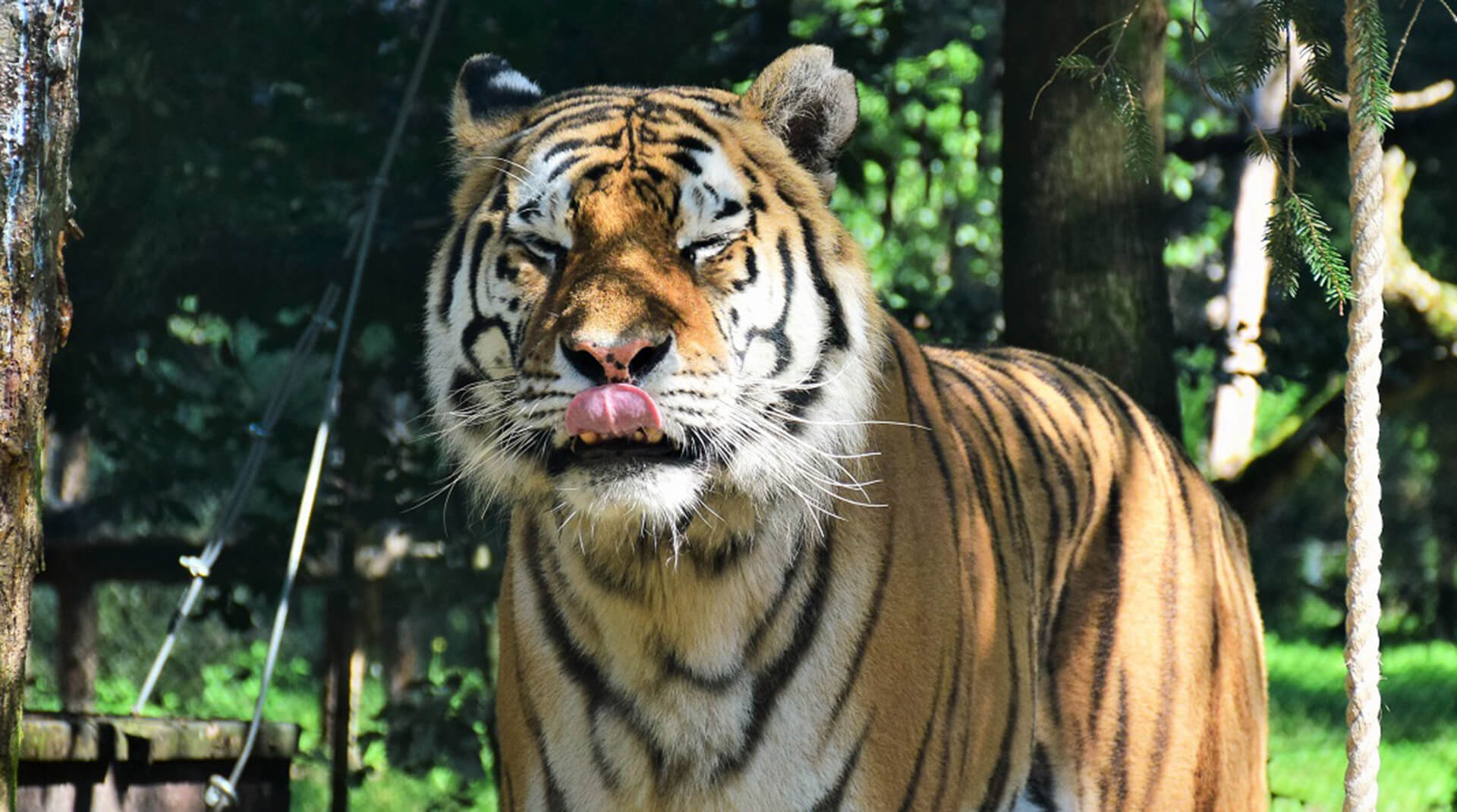 Тигры должны быть в клетках: почему поляризацию общества можно остановить только через контроль «гигантов»