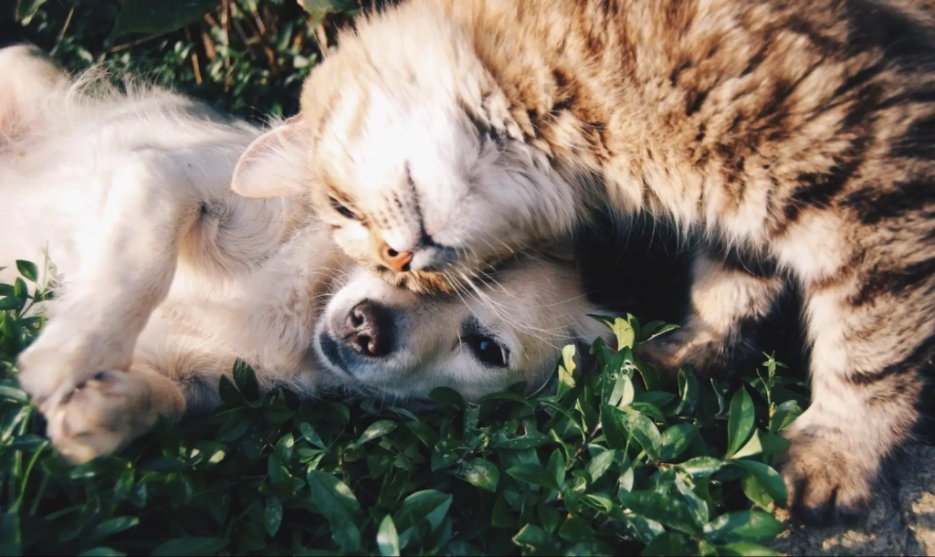 Немного милоты: коты vs собаки в рекламе. Замурчательное исследование!