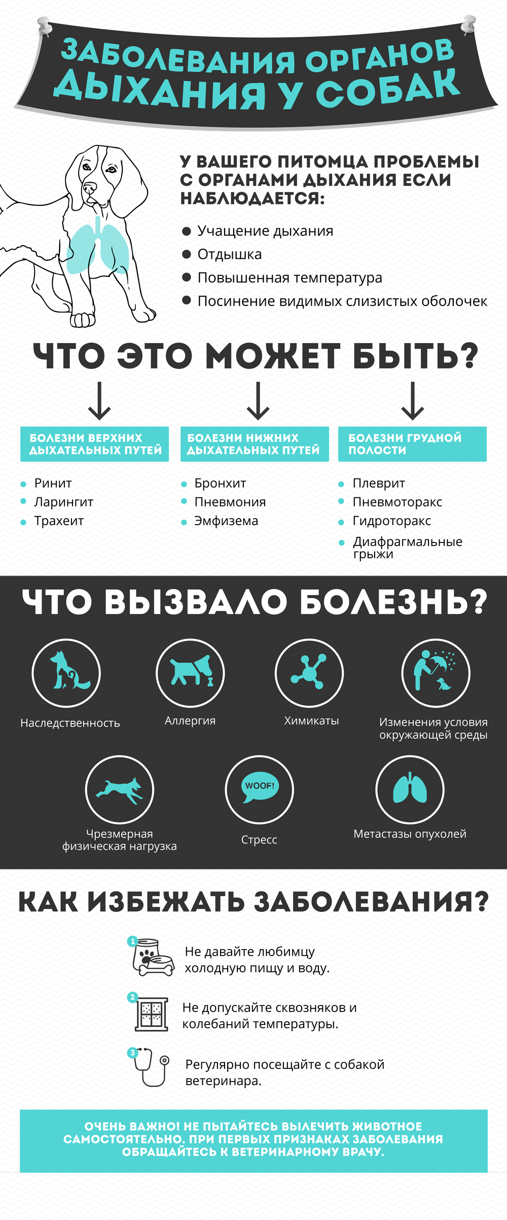 Пример инфографики для магазина товаров для собак