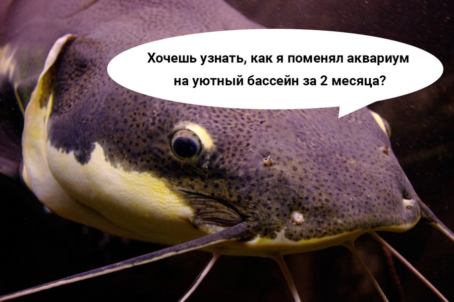 Знаешь СОМа? Значит пишешь крутые тексты Знаешь СОМа? Значит пишешь крутые тексты