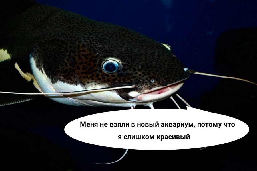 Это не грубая лесть, а правда, которую человек узнает из вашего текста Это не грубая лесть, а правда, которую человек узнает из вашего текста
