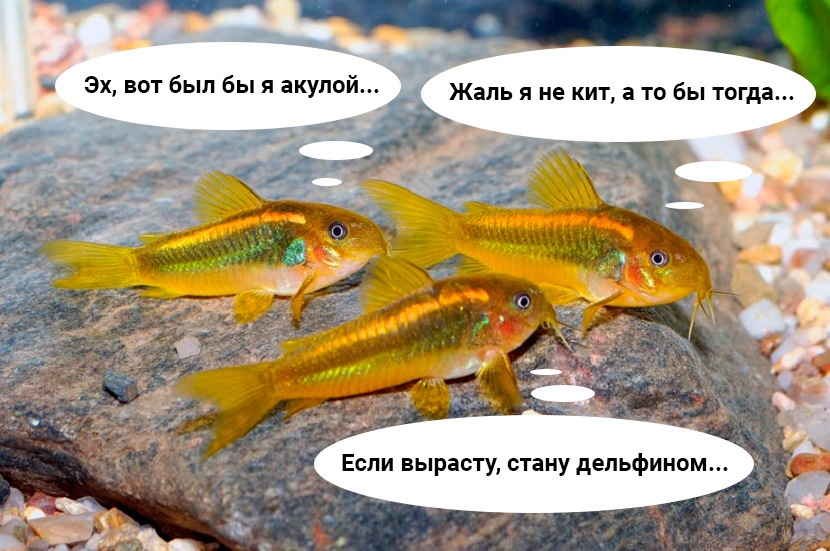 Мечтаем по-разному, желаем одного – изменений к лучшему Мечтаем по-разному, желаем одного – изменений к лучшему