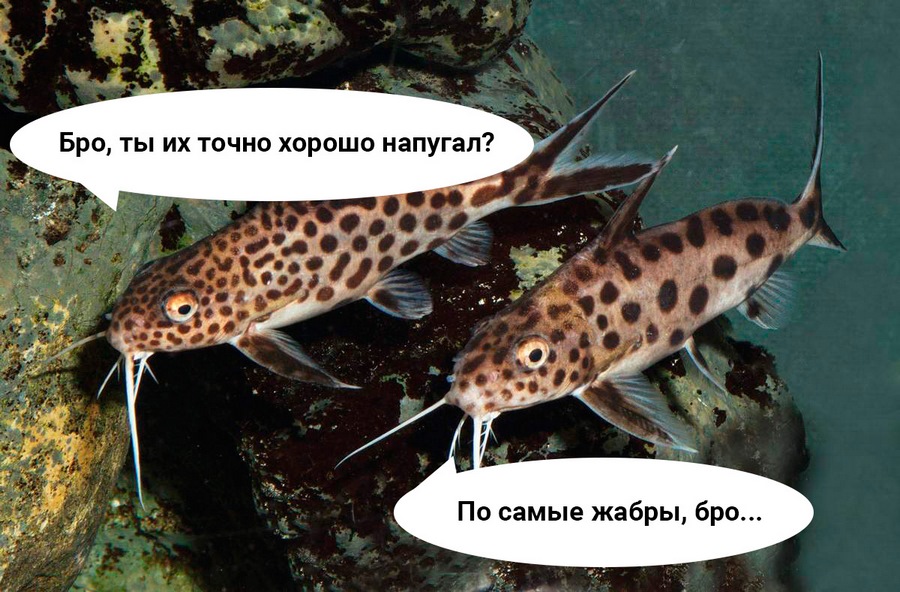 Пугаем и решение предлагаем Пугаем и решение предлагаем