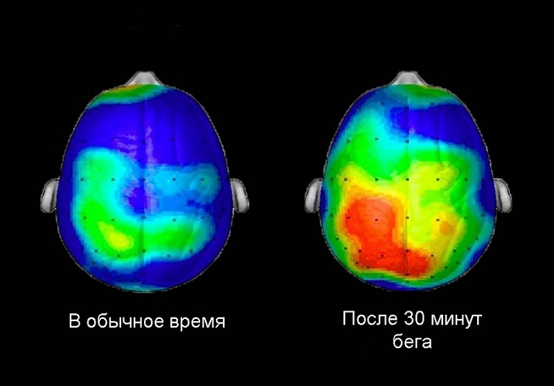 Пробежки по 30 минут повышают активность мозга улучшают зоны, которые ответственны за планирование и память Пробежки по 30 минут повышают активность мозга улучшают зоны, которые ответственны за планирование и память