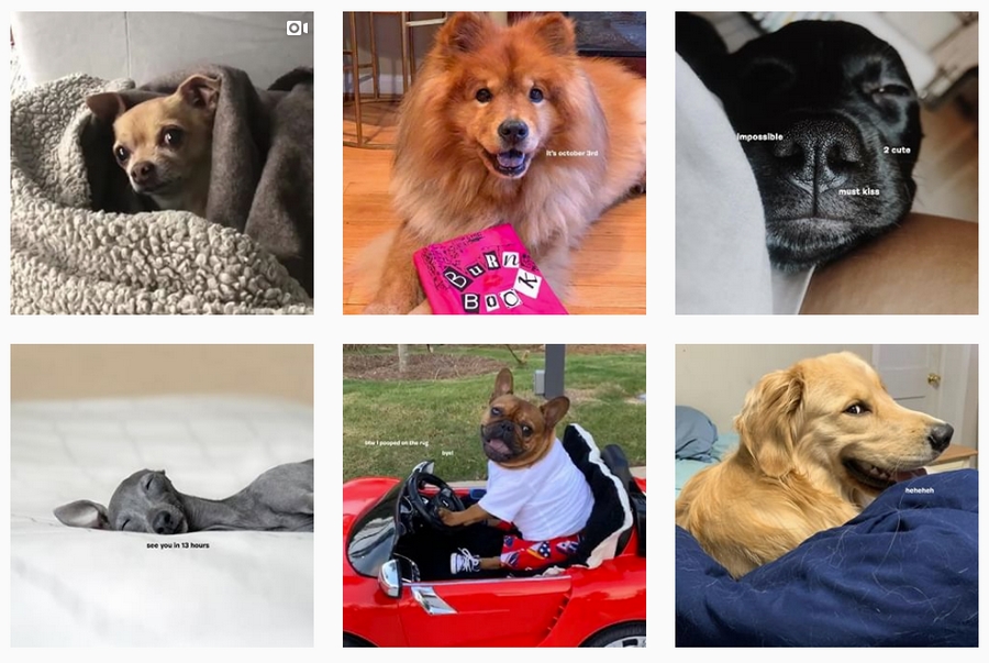 В своем Instagram компания Bark Box выставляет фотографии собак с подписью будто от лица животного В своем Instagram компания Bark Box выставляет фотографии собак с подписью будто от лица животного