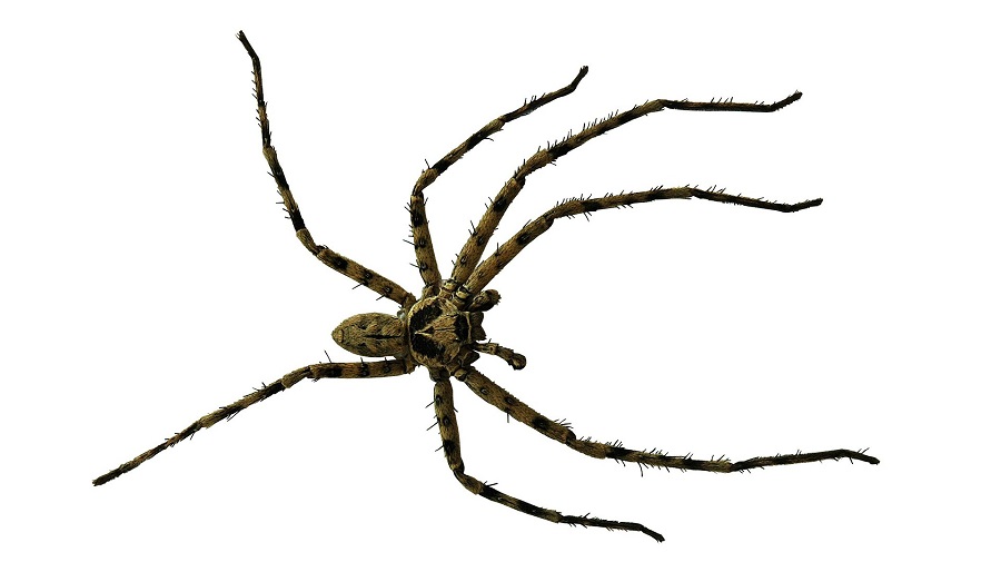 Netpeak Spider: твой ручной SEO-паук Netpeak Spider: твой ручной SEO-паук