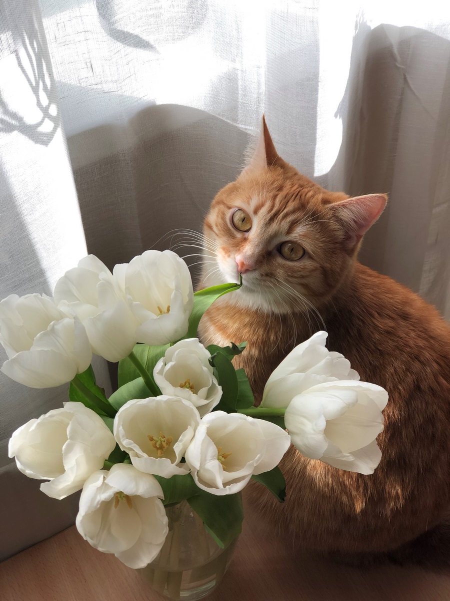 Домашняя фотостудия для «Инстаграм*»: как быстро и недорого сделать софтбокс, фотофон и реквизит