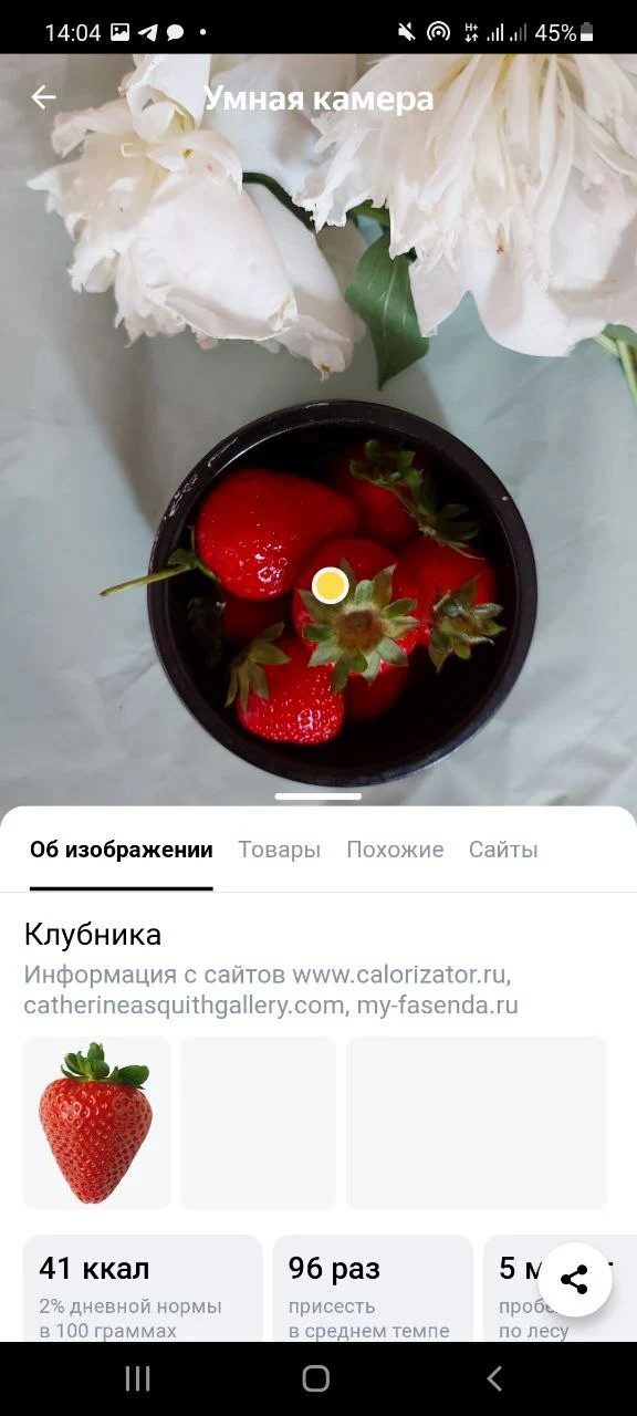 Определить По Фото Цветок В Яндекс