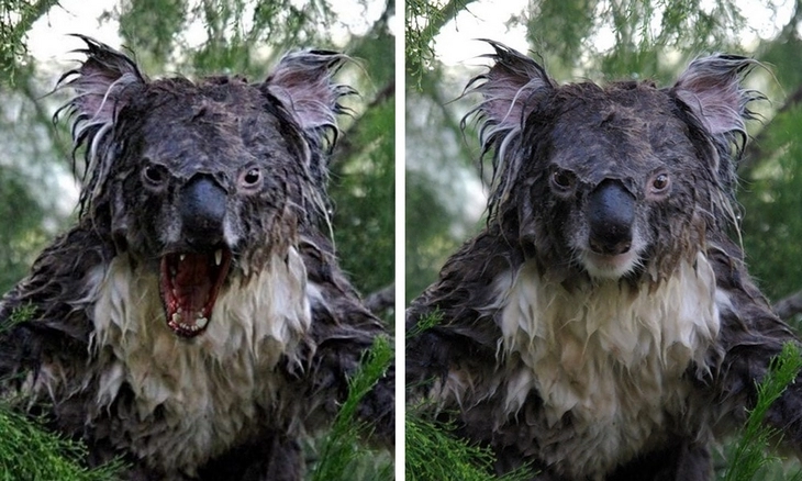Мокрая коала нельзя гуглить