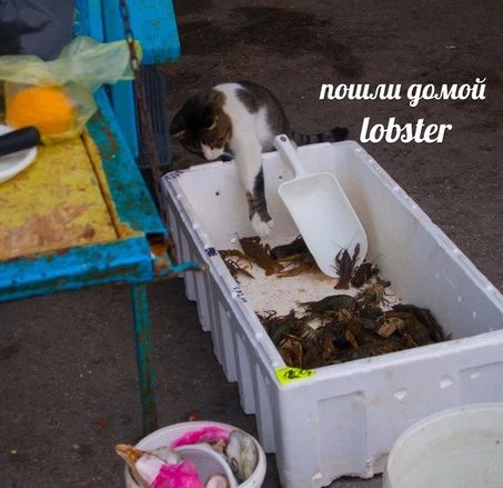 Постироничные мемы про Lobster