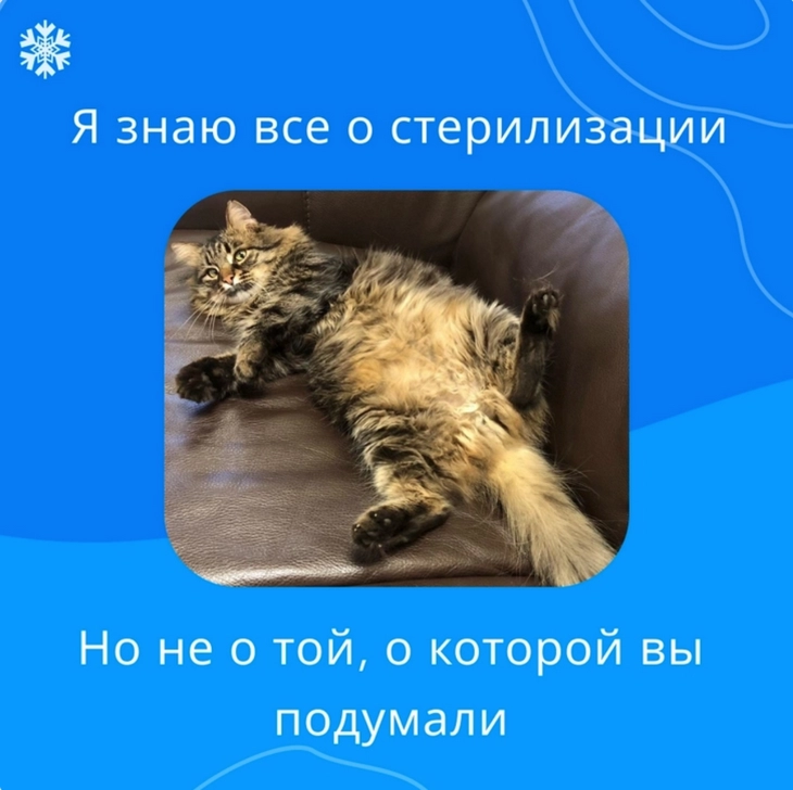 Немного летней милоты: коты vs собаки в рекламе. Замурчательное исследование!