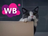 10 самых прибыльных товаров для выхода на Wildberries прямо сейчас